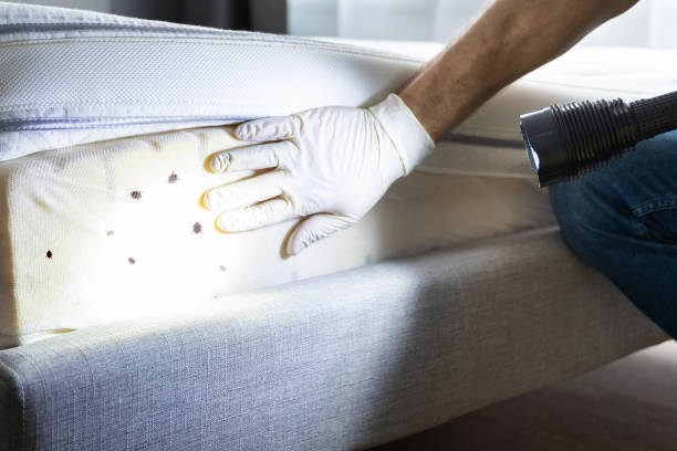 Best Mosquito Control Services  in Orlando, FL