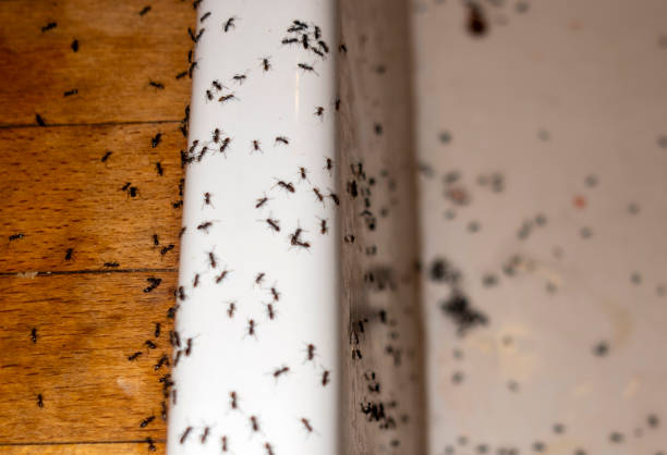 Best Pest Control for Homes  in Orlando, FL