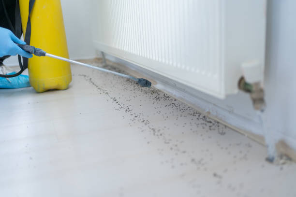 Best Affordable Pest Control Services  in Orlando, FL